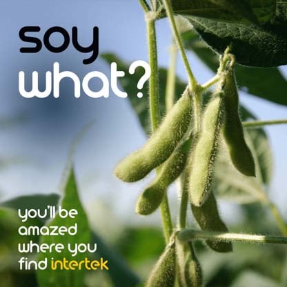 A soybean pod on a vine